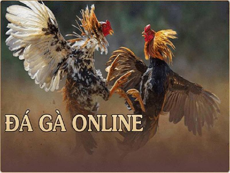 Giới thiệu về hình thức đá gà online sv388