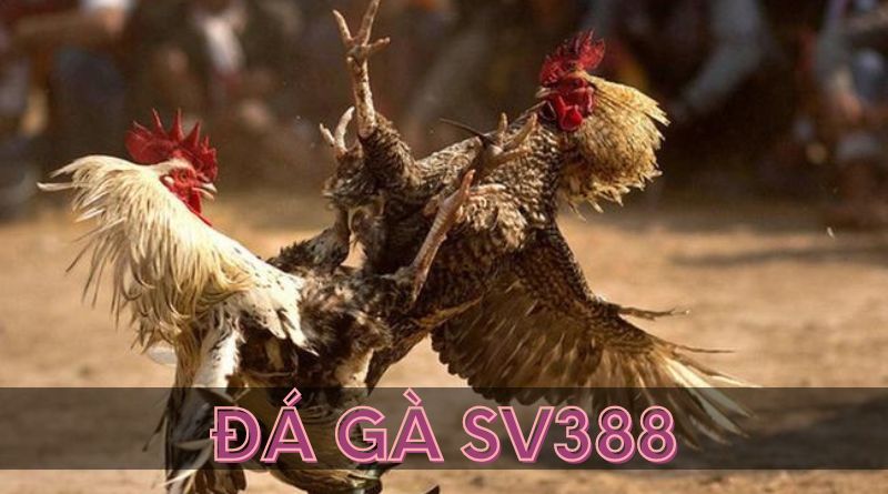 Đá gà sv388 online