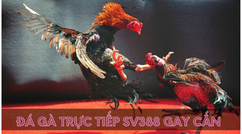 Các hình thức đá gà trực tiếp sv388 được ưa thích nhất hiện nay