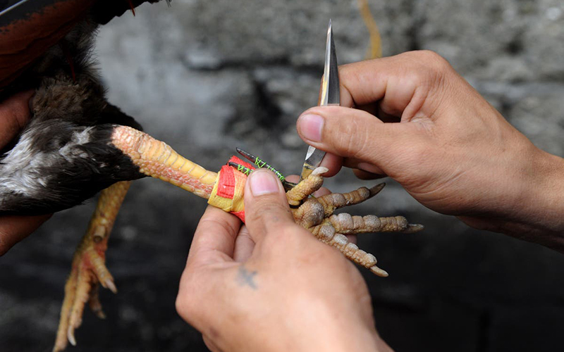 Đá gà cựa dao