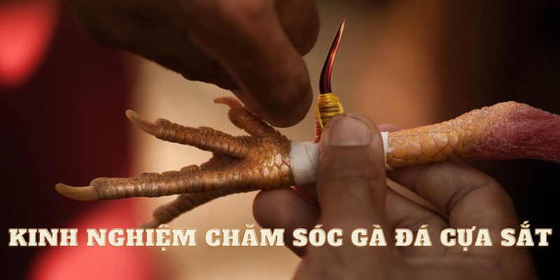 Đá Gà Cựa Sắt Tại Casinomcw – Những Kinh Nghiệm Mà Bạn Cần Biết